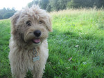 Benji